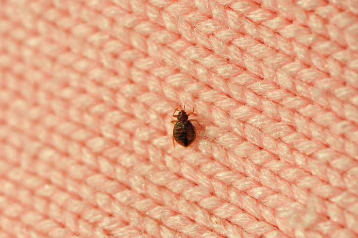 bed bug crawling on pink clothe