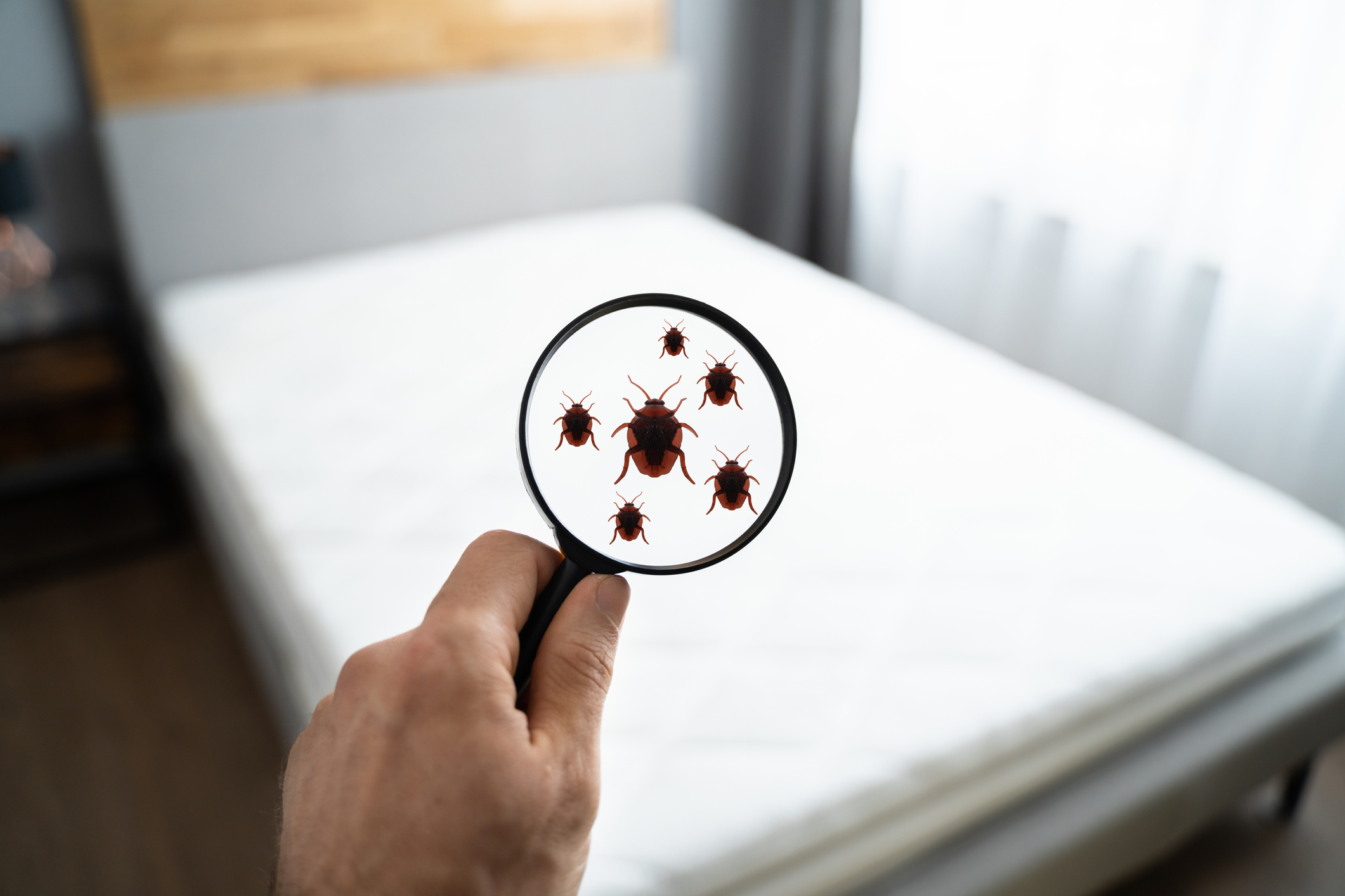 a hand holding a magnifying glass against a hotel bed, showing bedbugs