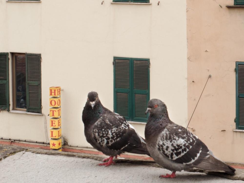 pigeons standing in front of hotel sign