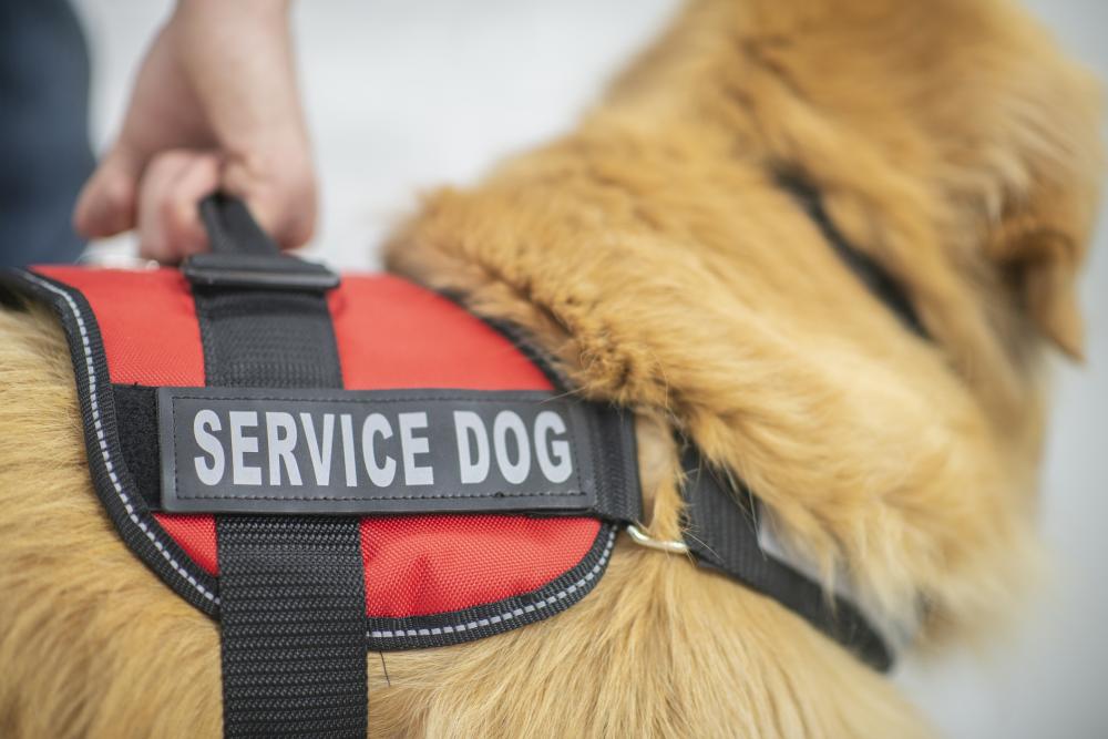 closeup of a service dog wearing a vest