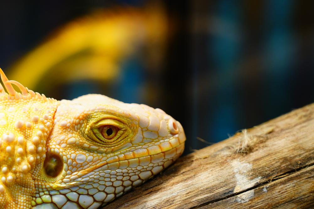 closeup of a yellow iguana